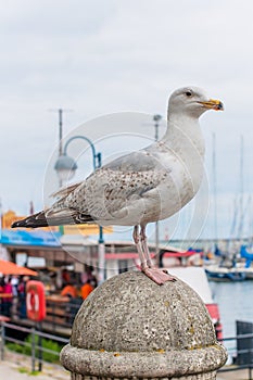 Seagull standing still