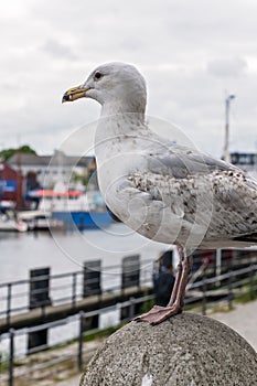 Seagull standing still