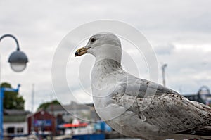 Seagull standing still