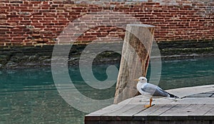 A seagull standing still on a quayside among the canals of Venice on a sunny winter day