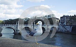 Seagull standing still on the side of river Tiber in Rome