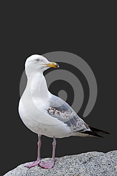 The seagull is standing on a stone. European Herring Gull, Larus argentatus, isolated on black background