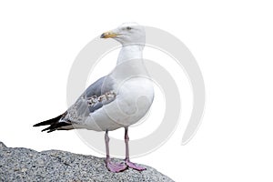The seagull is standing on a stone. European Herring Gull, Larus argentatus, isolated on white background.