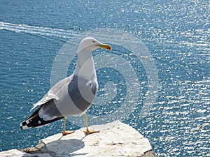 A seagull standing on the stone wall if the castle at Lerici on the Gulf of La Spezia in Liguria Italy on the Mediterranean Sea