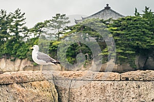 A seagull standing on a stone wall with a temple and trees on the background.