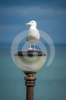 Seagull standing on street light with turquoise sea background a
