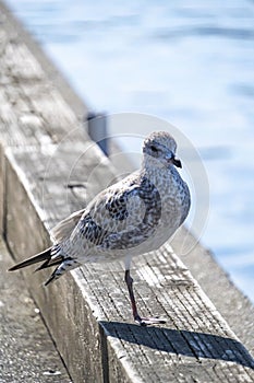 Seagull standing on sunny pier