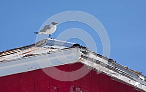 Seagull standing on top of a house