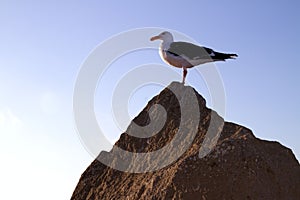 Seagull standing on top of a rock facing the setting sun in Morro Bay, California.