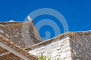 Seagull standing on top of the roof