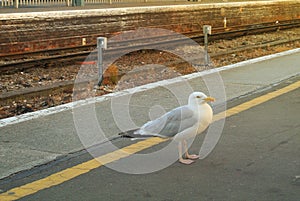 A seagull standing at the train station platform near mind the gap yellow line at the center of Easbourne