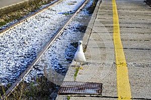 A seagull standing at the train station platform near mind the gap yellow line at Venice Italy