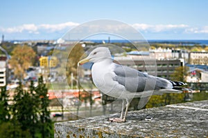 Seagull standing on a wall ready to fly