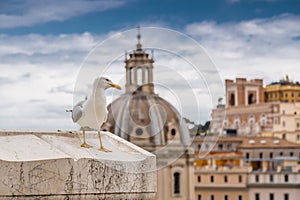 Seagull standing on the walls of Vittoriano