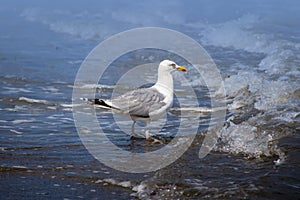 Seagull is standing in the water. Beach at the Baltic Sea