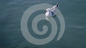 A seagull standing on the water and a flock of fish in the sea