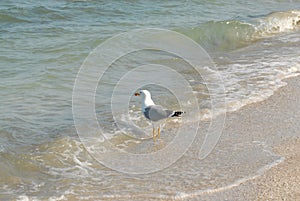seagull standing in the waves