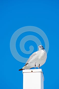 A Seagull Standing on a White Post With a Solid Blue Background