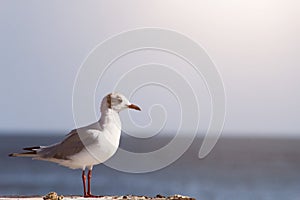 Seagull is standing on a wood stump