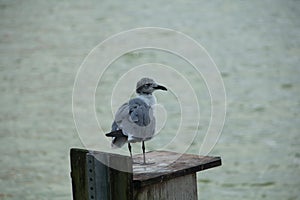 Seagull standing on a wooden box
