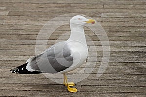 Seagull standing on a wooden floor