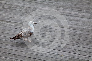 Seagull standing on a wooden pier