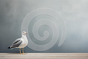 Seagull standing on wooden pier against cloudy sky