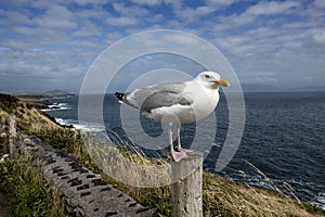 Seagull stands on a fencepost by the ocean in Ireland