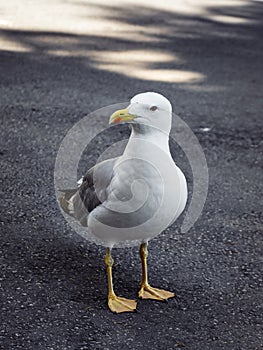 Seagull stands on the pavement
