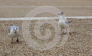 Seagull stands on a pebble and looks in front of itself