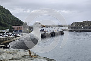 A seagull stands on a rock, overlooking a harbor with boats, cars, and buildings under an overcast sky