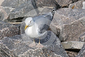 Seagull stands on rocks