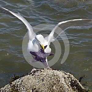 Seagull Starfish