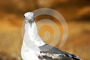 Seagull Staring Down the Camera in