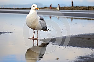 a seagull staring at its reflection in a puddle on a sandy beach