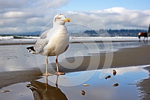 a seagull staring at its reflection in a puddle on a sandy beach
