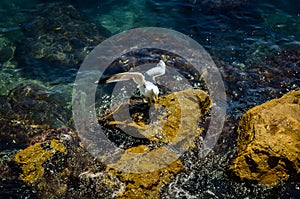 Seagull starting at rocky seascape