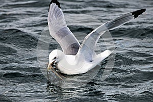 A seagull is starting from the surface of the sea  with seeweed into the bill