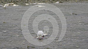 A seagull startled by flapping tail fins of dying fish.  Slow motion shot.