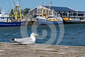 seagull stay at pier