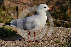 A seagull staying