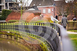 Seagull staying on railling on a park