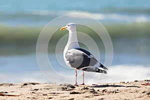 Seagull staying on shoreline beach half-turned by back to the viewer