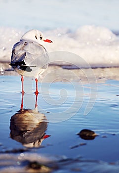 Seagull staying in the water and his reflexion