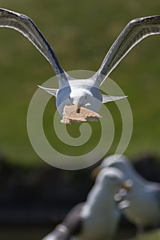 Seagull stealing food. Gull making a getaway with bread in its b