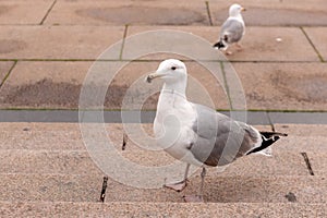 Seagull on the steps