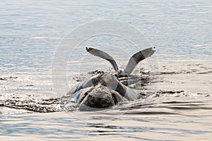 Seagull stinging right whale, photo