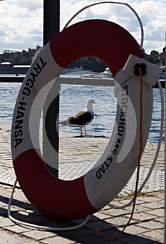 Seagull on the Stockholm waterfront.