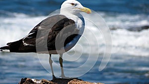 Seagull on stone with defocused ocean in the background