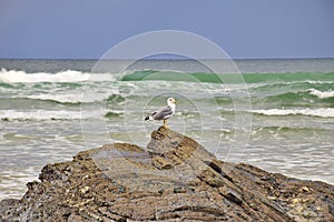 A seagull on a stone near the cathedral beach. Praia de Augas Santas, Ribadeo photo